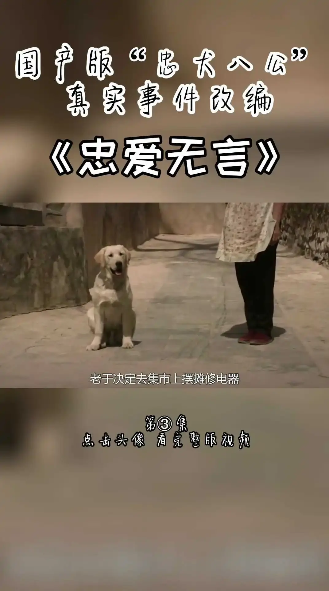 国产版忠犬八公《忠爱无言》第三集 下