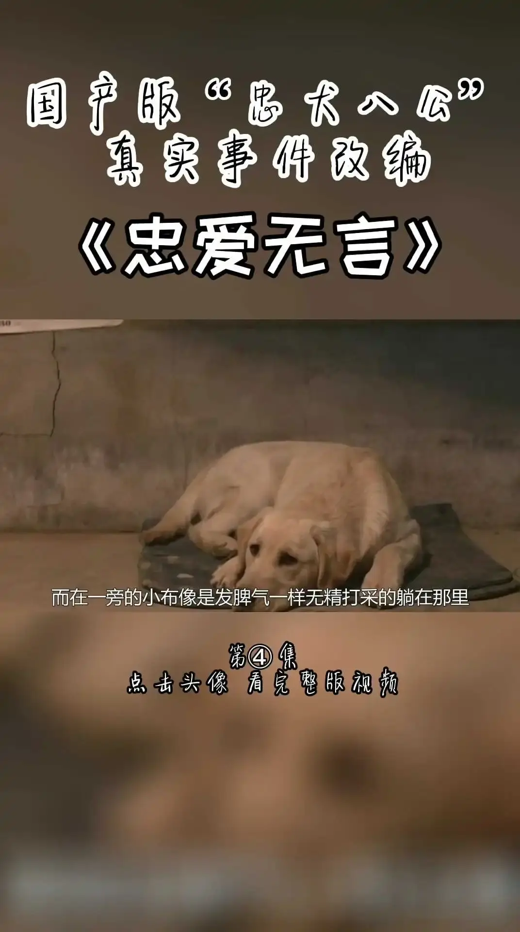 国产版忠犬八公《忠爱无言》第四集 上