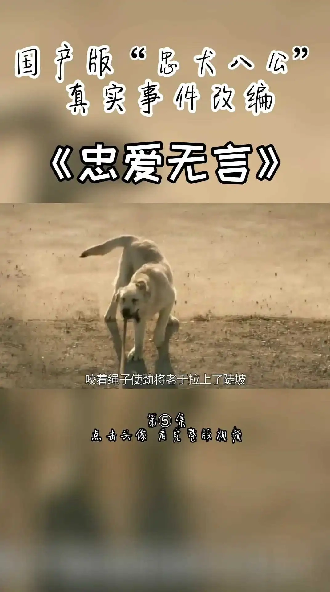 國產(chǎn)版忠犬八公《忠愛無言》第五集 上