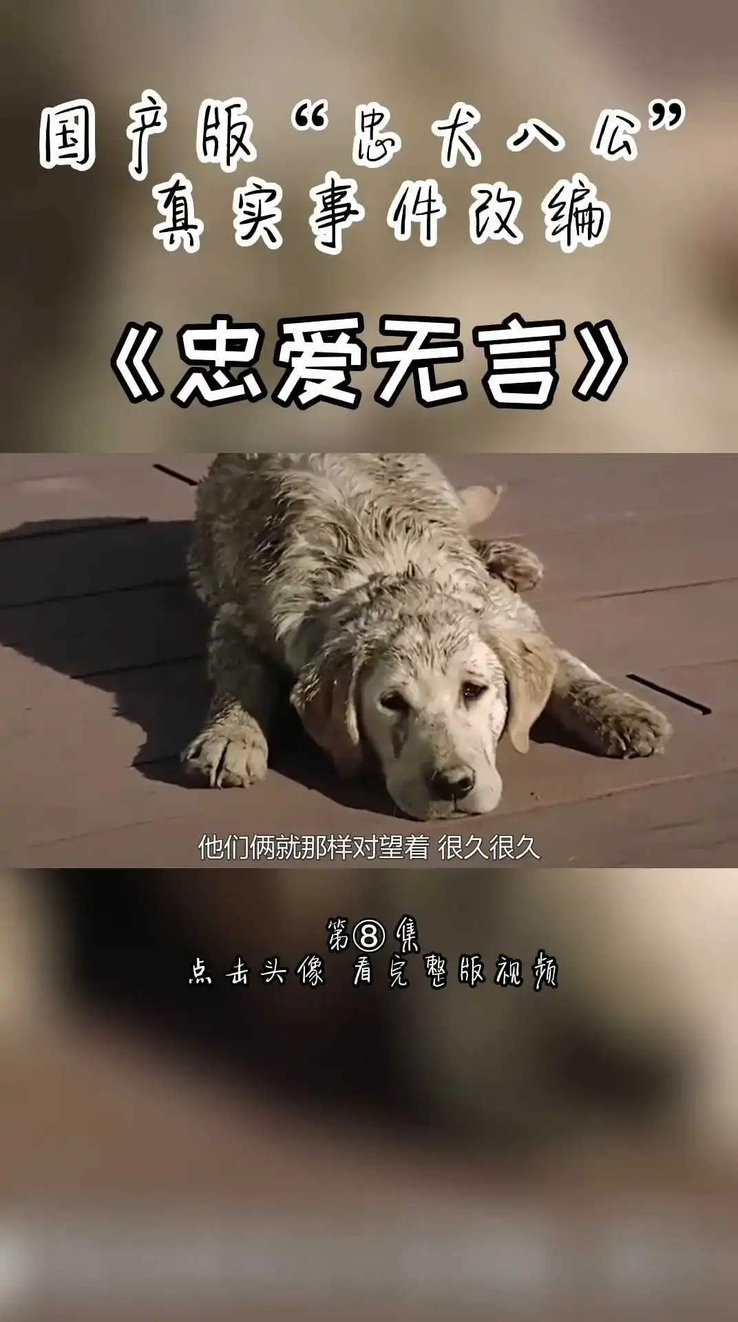 国产版忠犬八公《忠爱无言》第八集 下