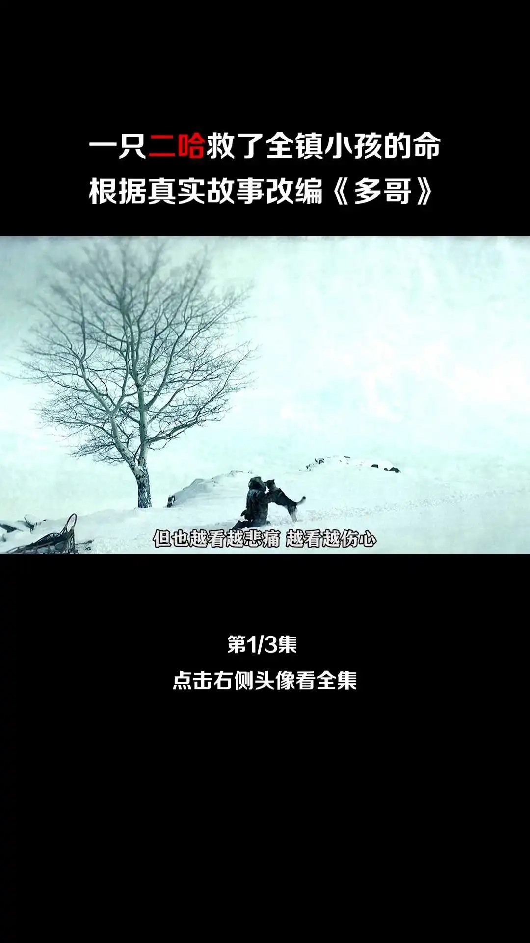 传奇哈士奇《多哥》解说①-1