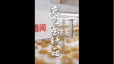 火鍋配菜宣傳推廣短視頻《黃色金針菇》