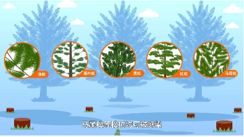 松材线虫病 松树松鼠林木树林植被被破坏动画