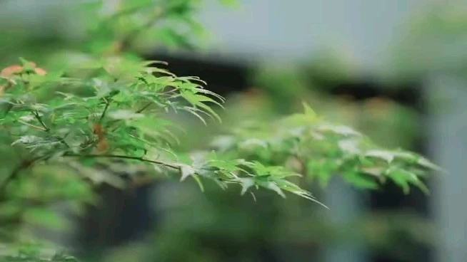 宣傳片短視頻