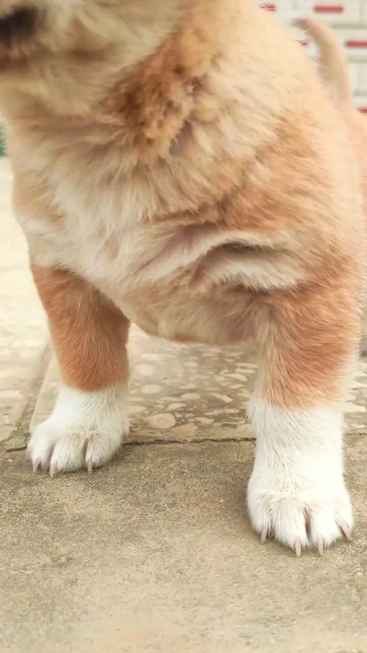 可愛小狗狗