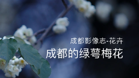音乐电视：成都的绿萼梅花（成都市植物园&吴世康纪录片工作室）