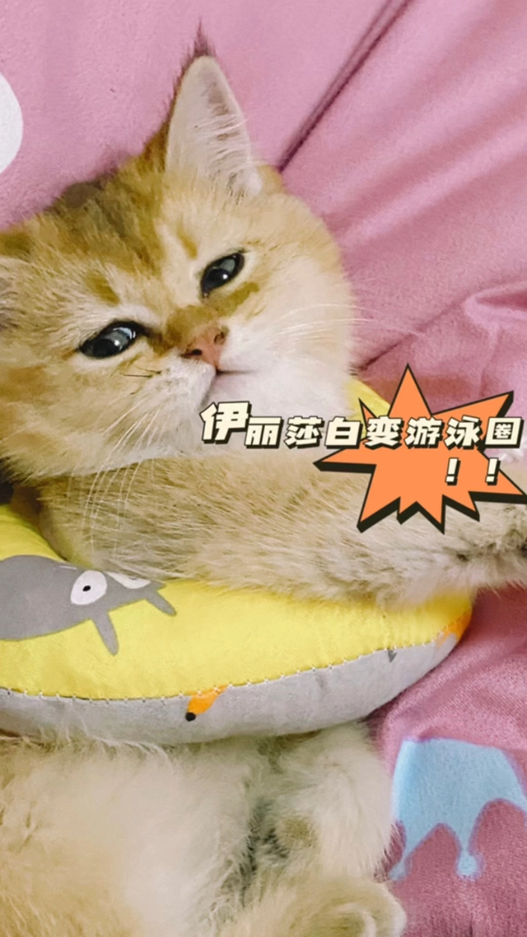 貓咪幾乎無剪輯
