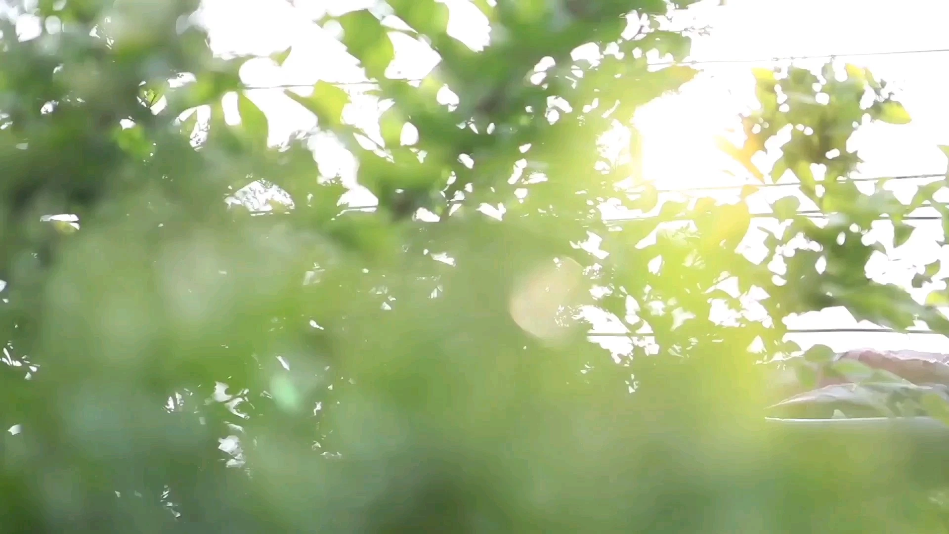 風(fēng)景