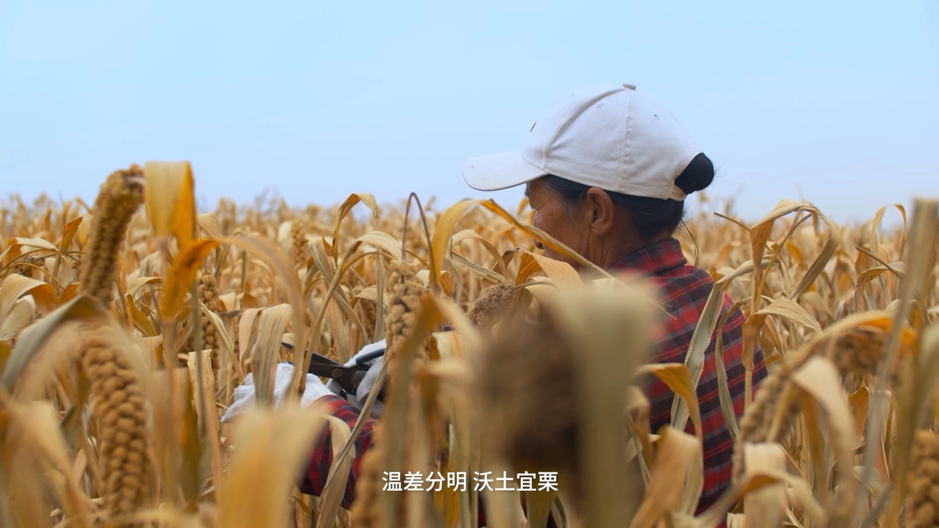 關(guān)于小米的宣傳片