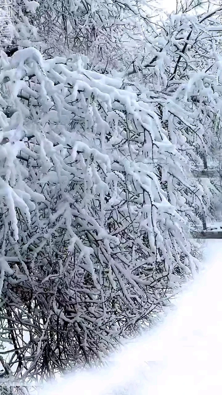 雪景随拍