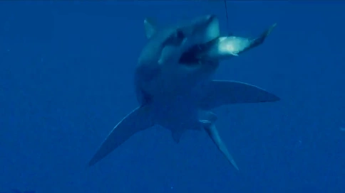 Shark Finning Master 纪录片