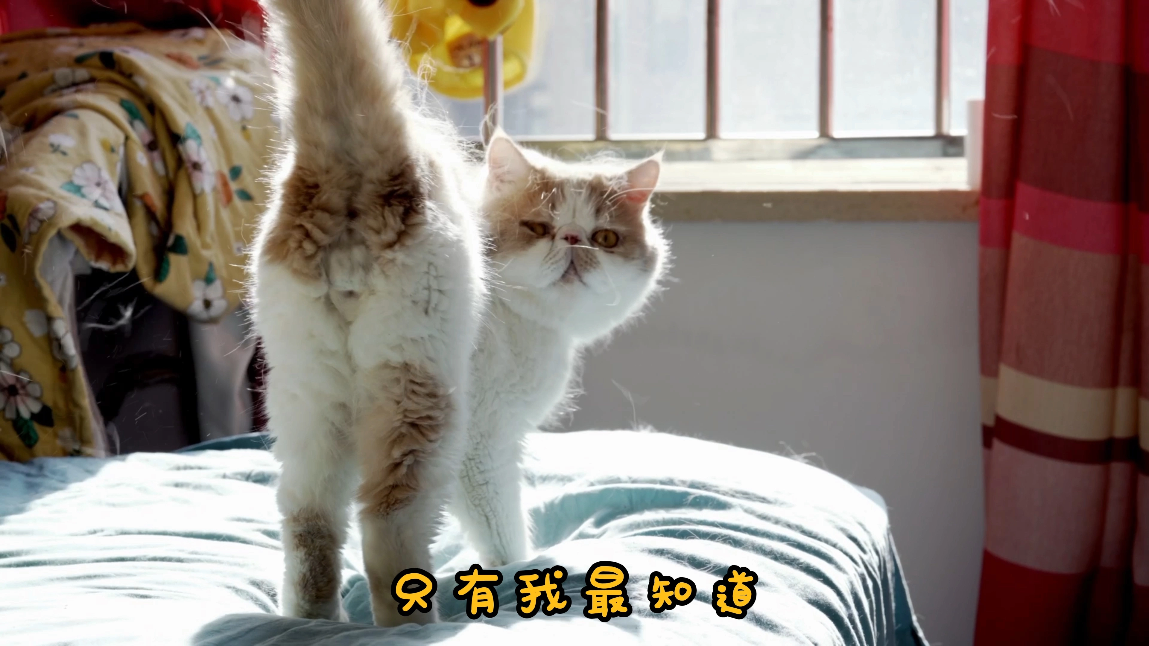 有毛的貓貓