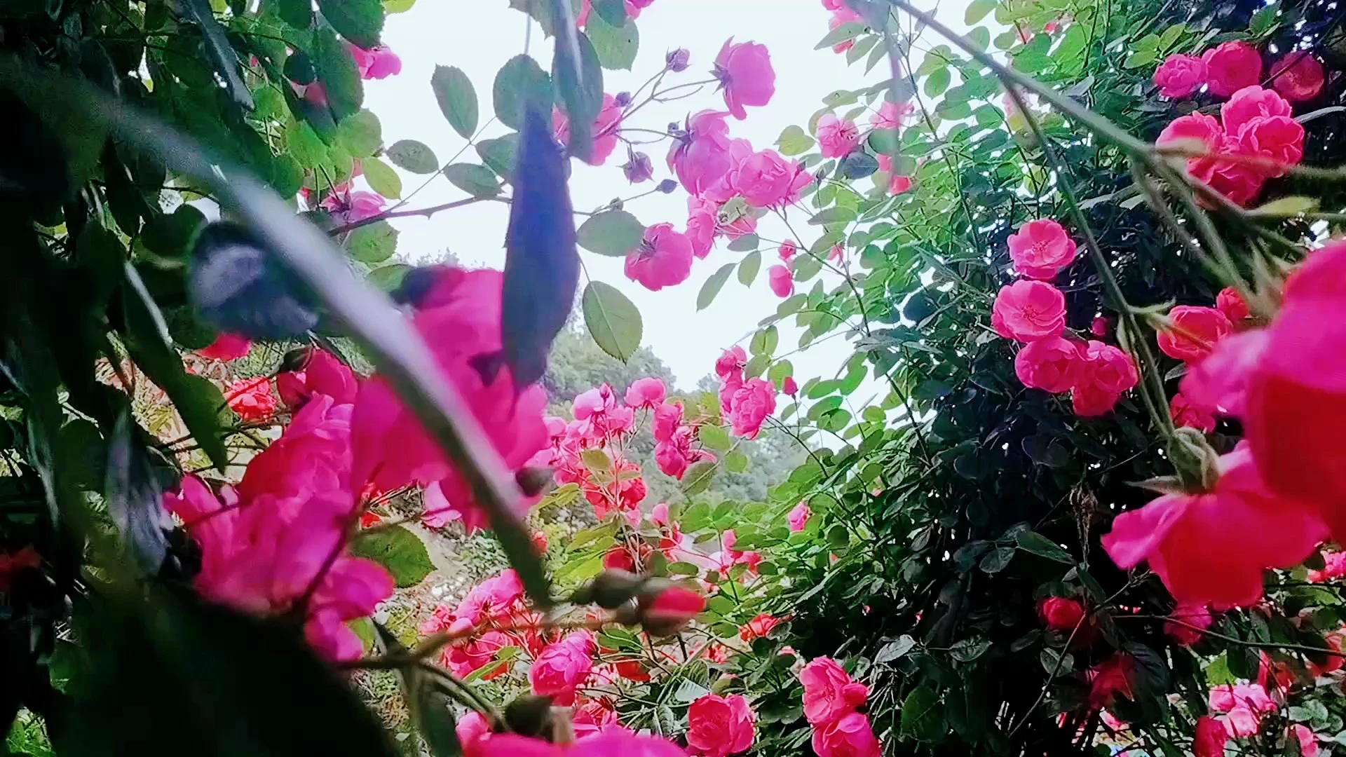 風(fēng)景