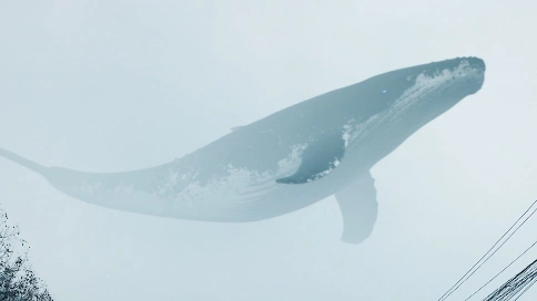三维鲸鱼实景合成
