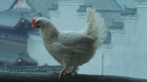 卤味觉醒：一只更好的鸡
