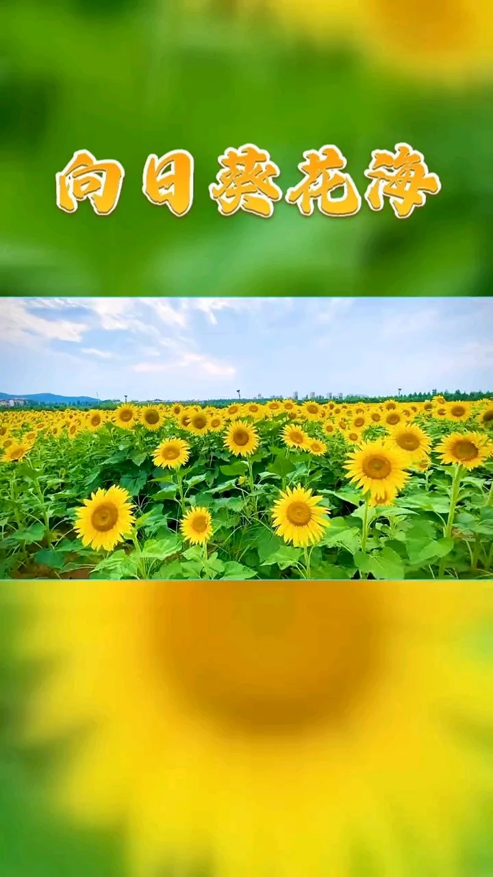 向日葵花海