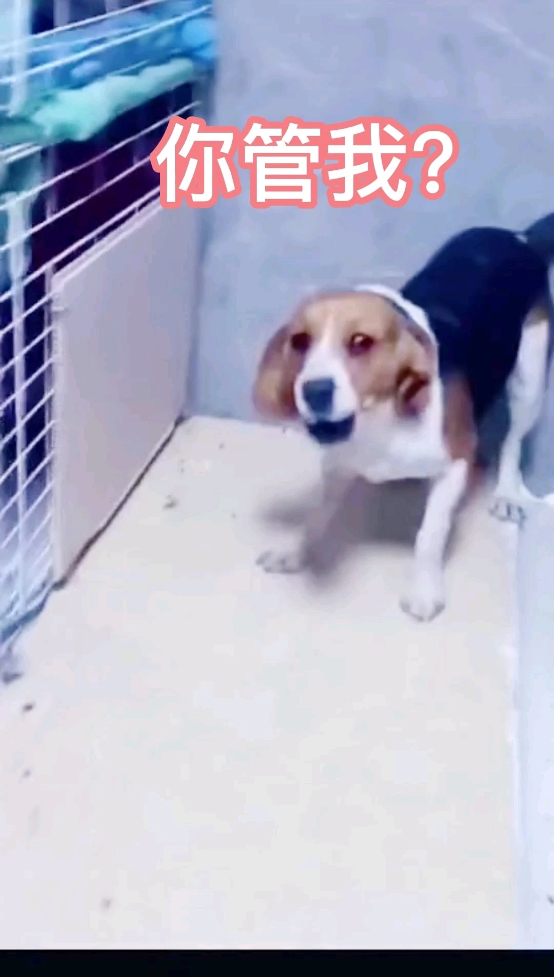 猫欺负狗的瞬间