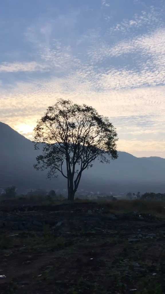  傍晚 老樹 山 晚霞 請組句