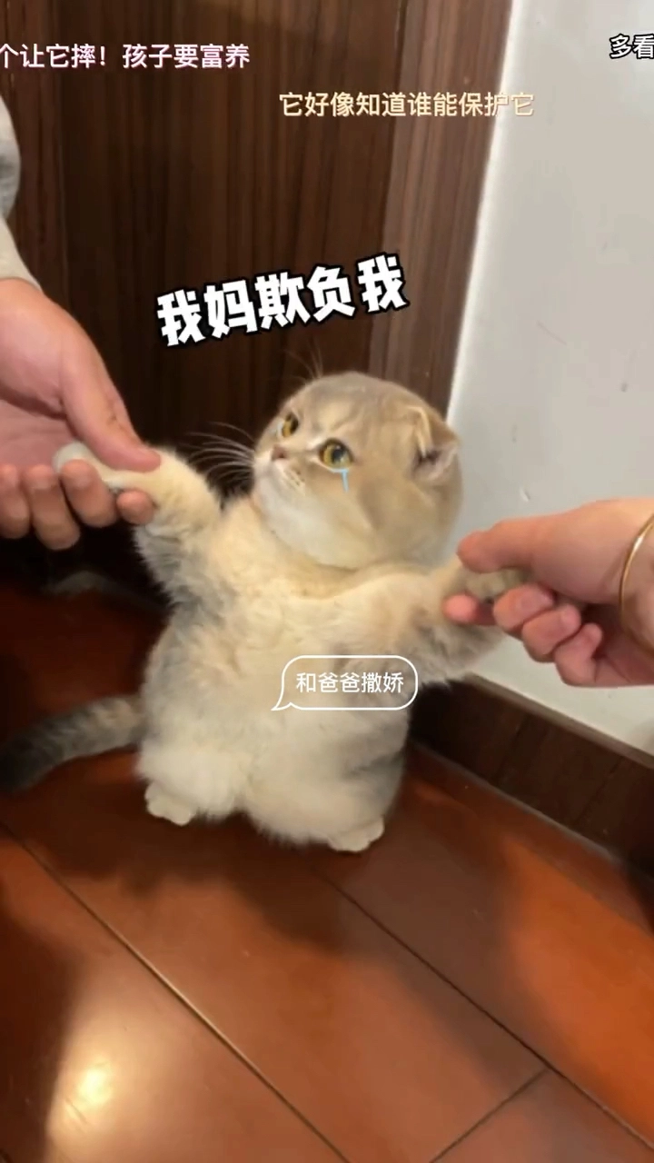 貓貓