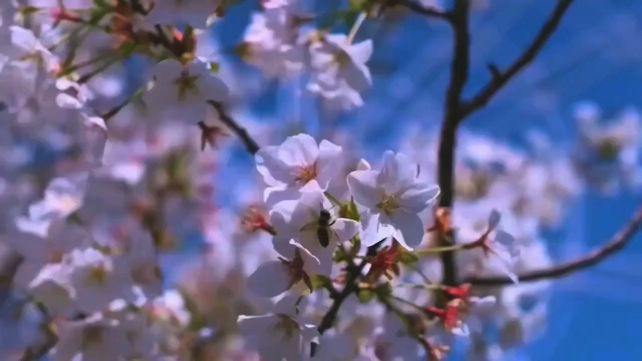春暖花開，