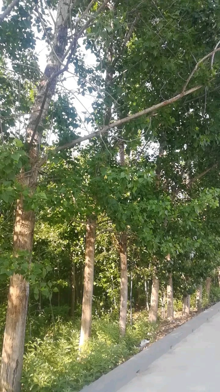 夏天的風