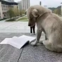 奇奇怪怪，可可愛愛