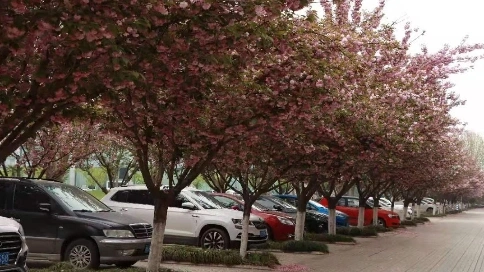 爭奇斗艷的花