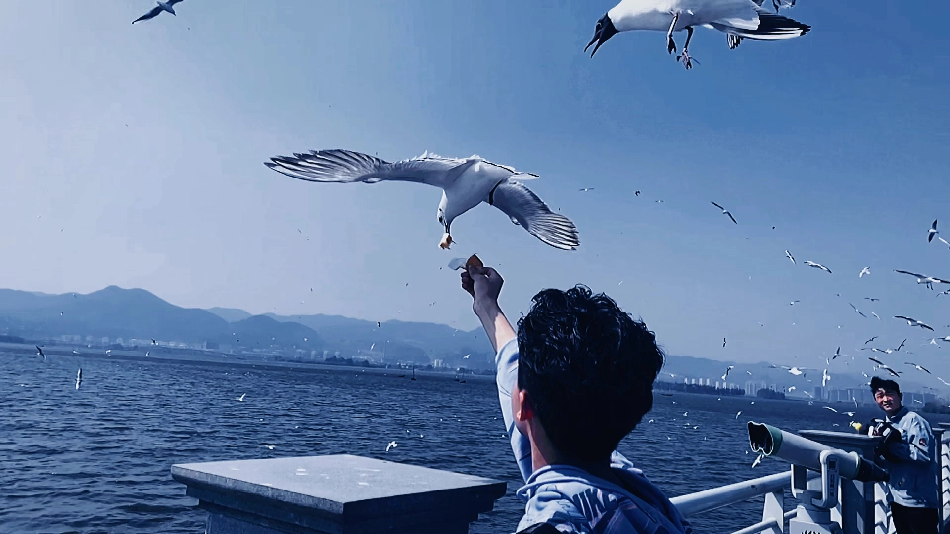 海鷗
