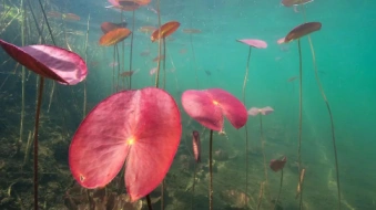 拍荷花，你有想过在水里拍吗？摄影师带你领略不一样的水下莲花之美