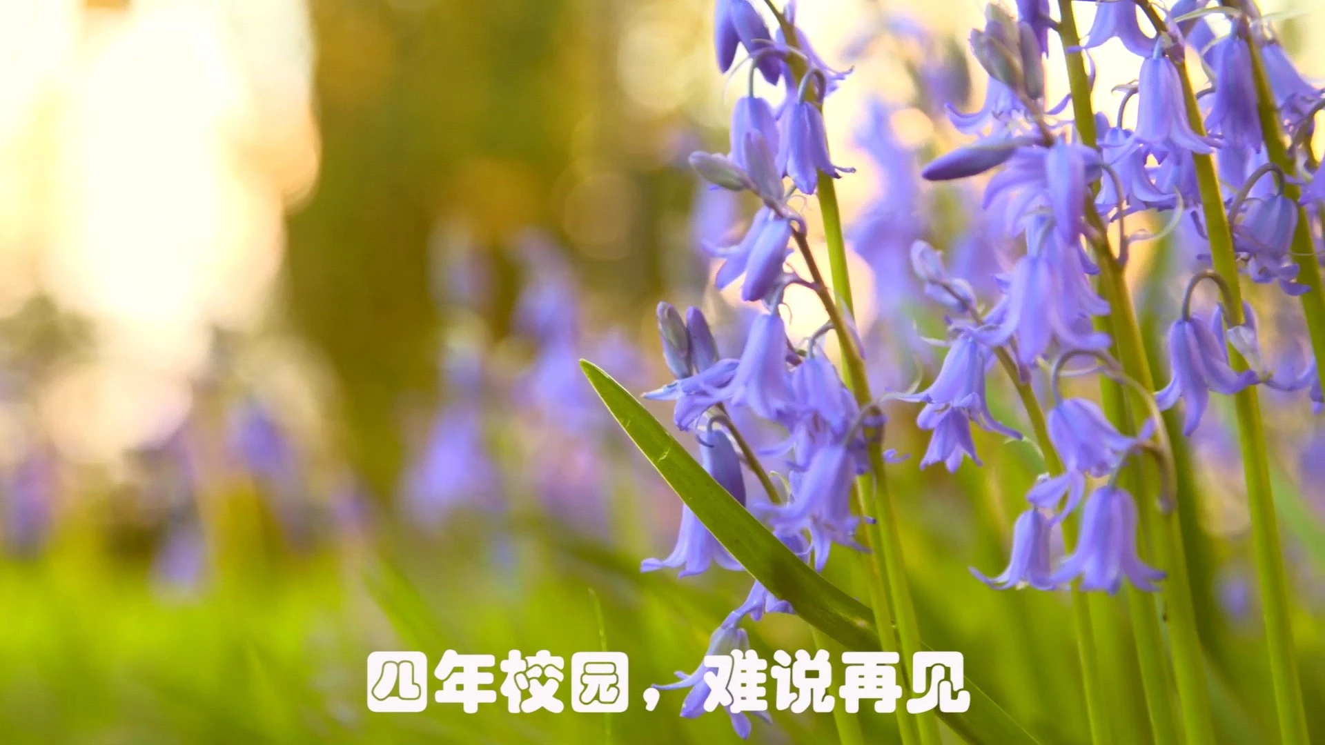 視頻剪輯，視頻配音，動畫制作