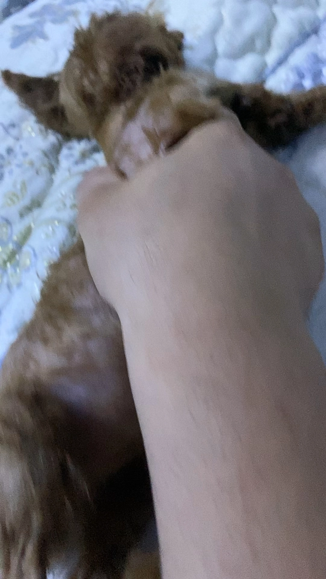 皇上
