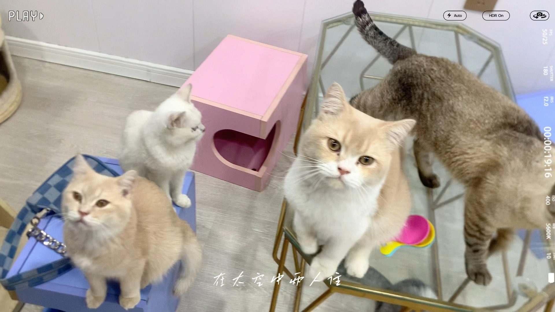 擼貓