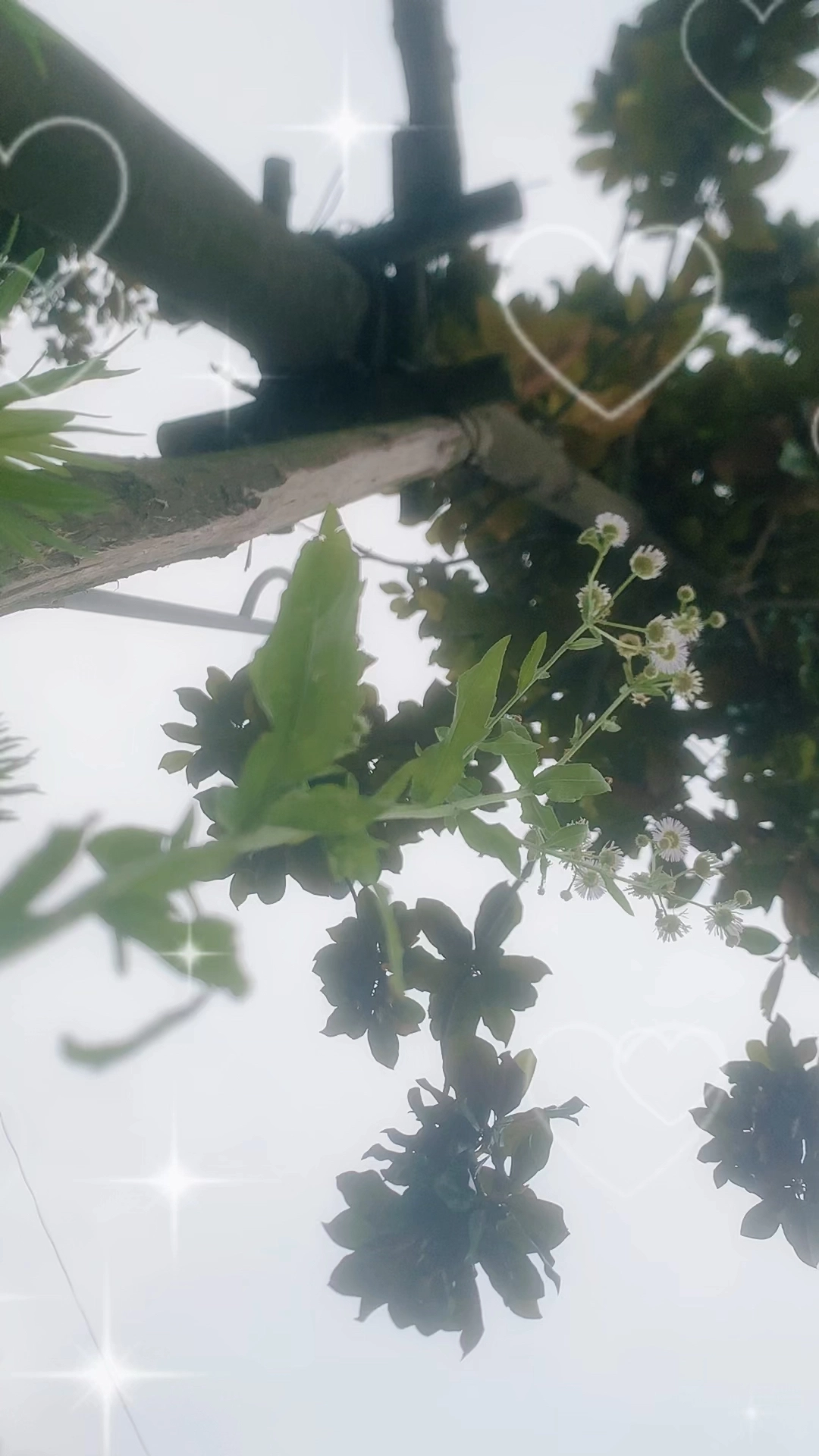 喜歡和動物植物相處