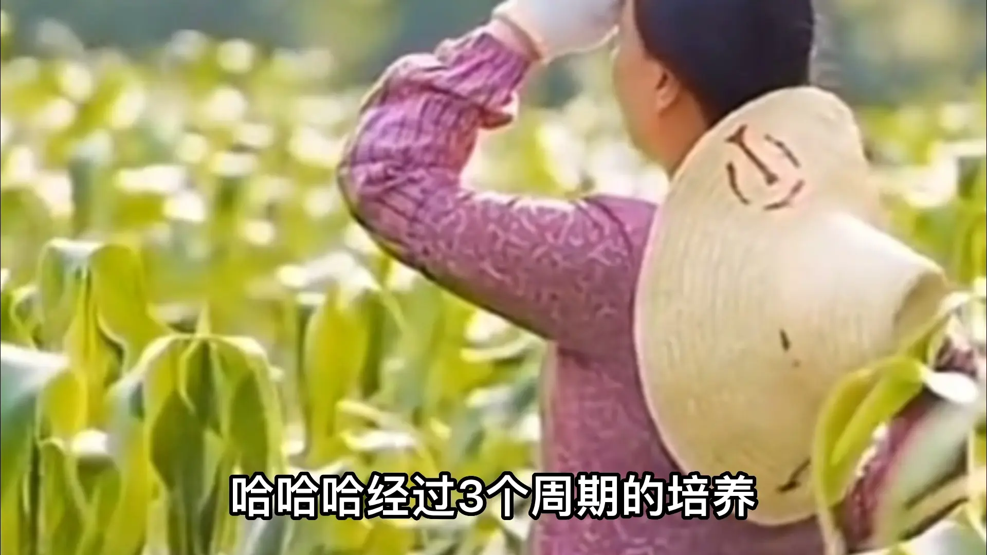 这种植物你们见过吗.