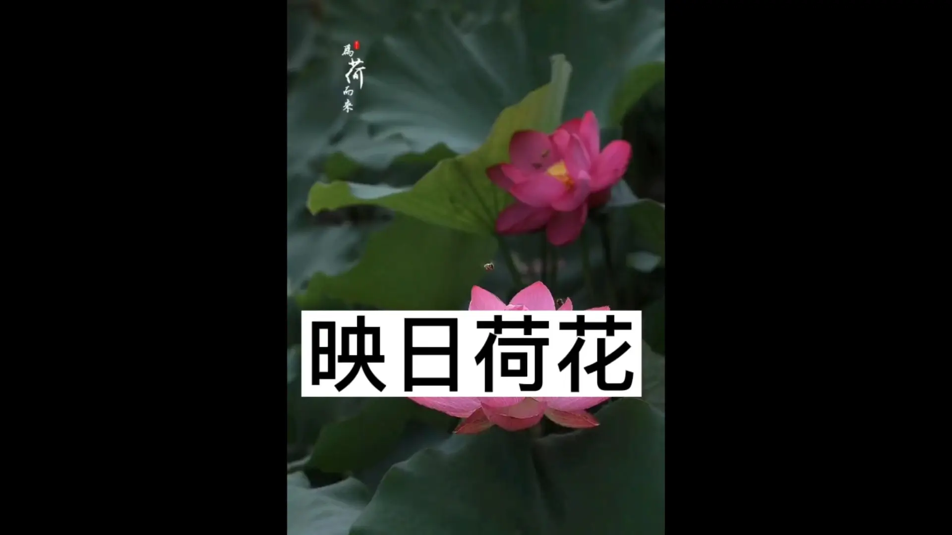 映日荷花