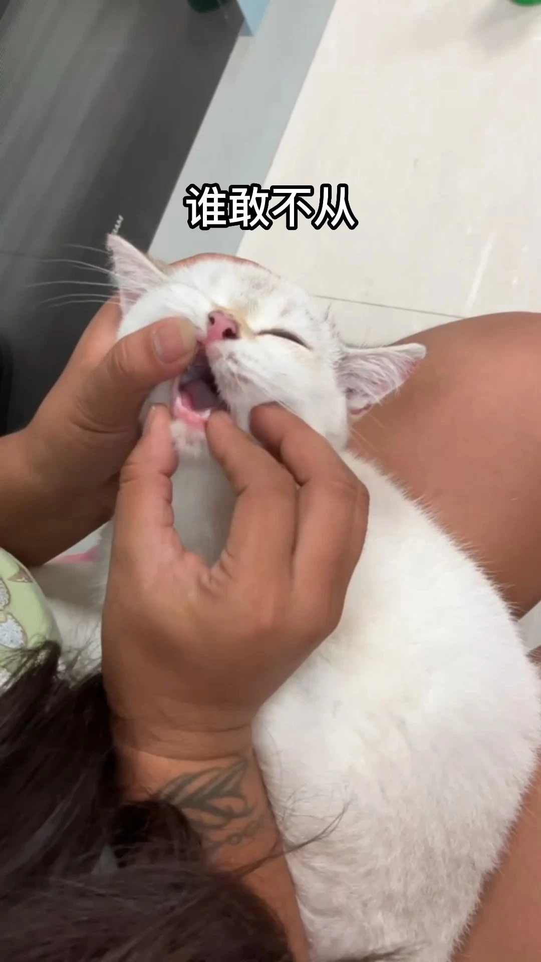 萌寵視頻剪輯