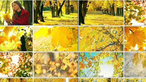 金色的秋天 梦幻般的旋律