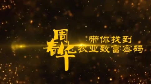山胡椒木姜子苗是近兩年來的經(jīng)濟(jì)作物新寵