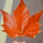 是選擇去發(fā)光，還是選擇被照亮？