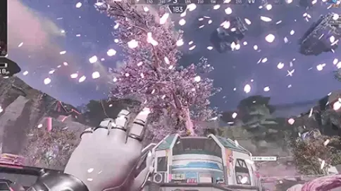 樱花的浪漫