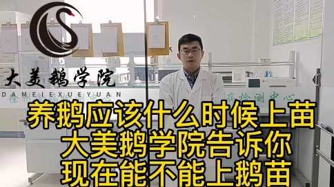 養(yǎng)鵝應(yīng)該什么時(shí)候上苗 大美鵝學(xué)院告訴你現(xiàn)在能不能上鵝苗