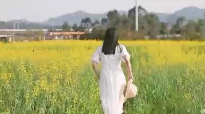油菜花從中回萌