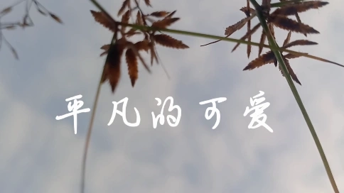 平凡的可愛(ài)