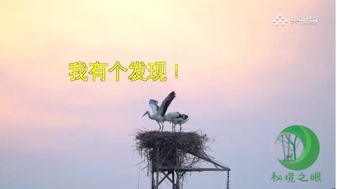 樂在秘境｜你們快看！我有新的發(fā)現(xiàn)！