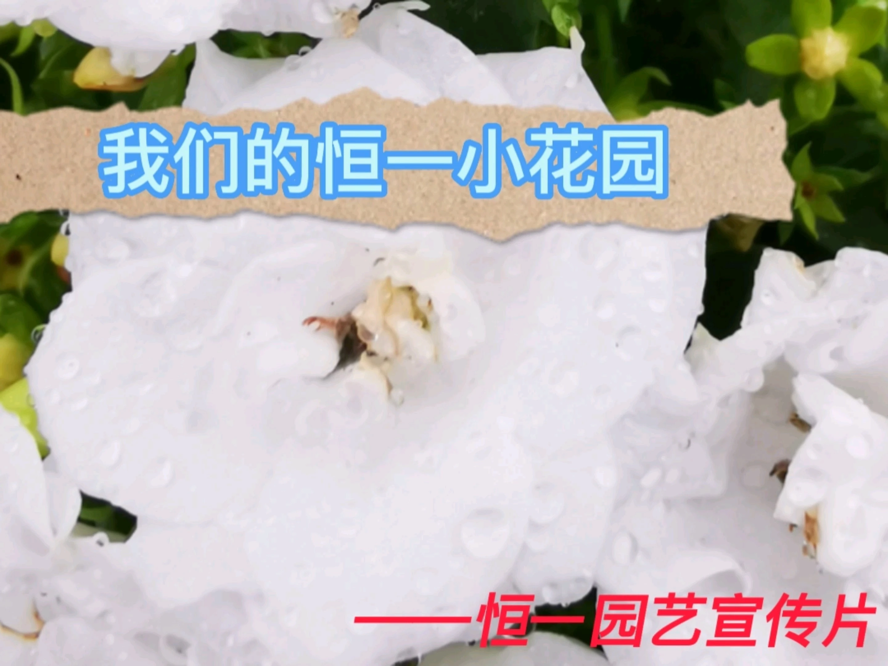 恒一园艺宣传片