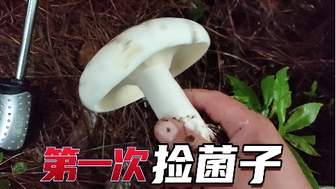 捡菌子初学者，结局就是这样的吗