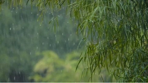 慰心之之雨