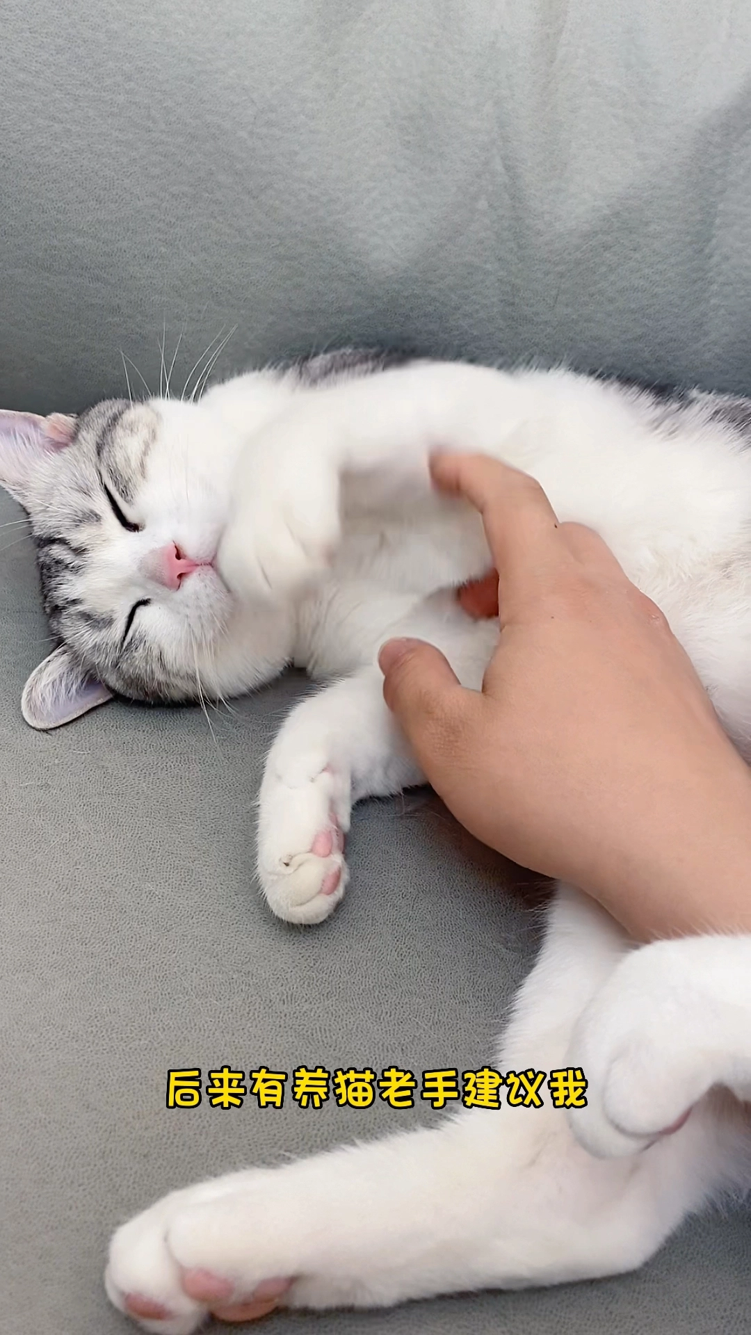 貓用維生素