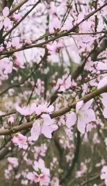 春分
