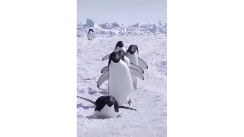 视频素材3
